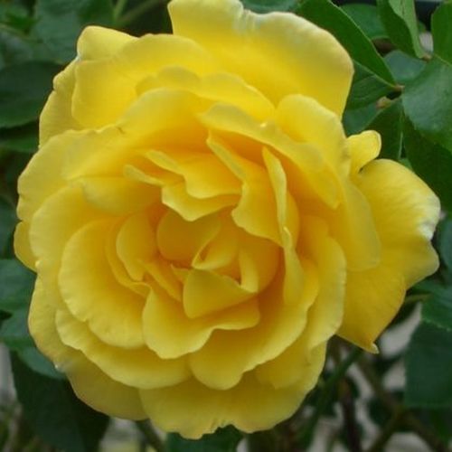 Vendita, rose rose climber - giallo - Rosa Golden Showers® - rosa mediamente profumata - Dr. Walter Edward Lammerts - Tollera i terreni poveri e la penombra. Può essere cresciuta come un cespuglio, difficilmente deve essere tagliata quando viene allevata 
